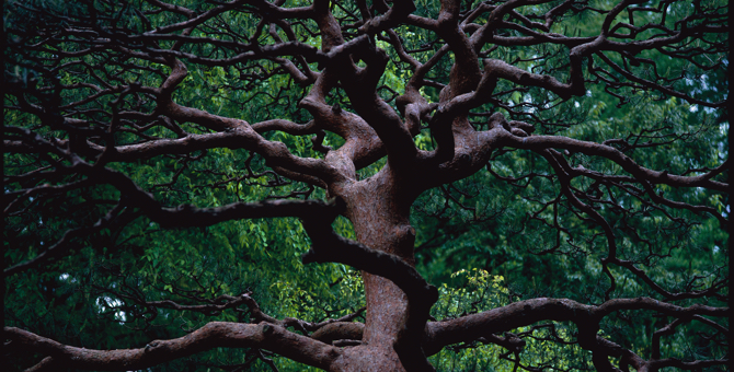 Cartier откроет в Париже выставку о деревьях и лесах