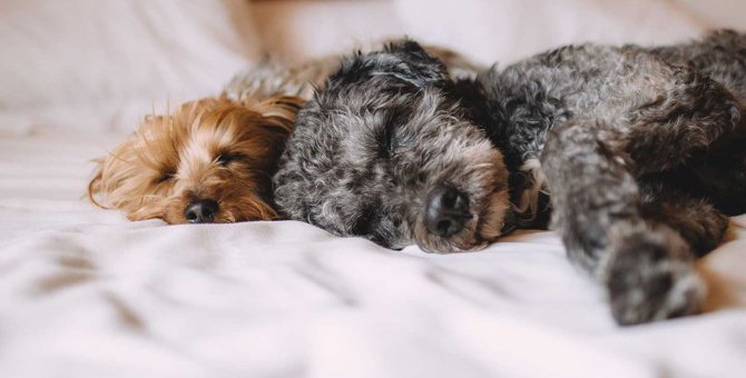 Как отели заботятся о домашних животных своих гостей