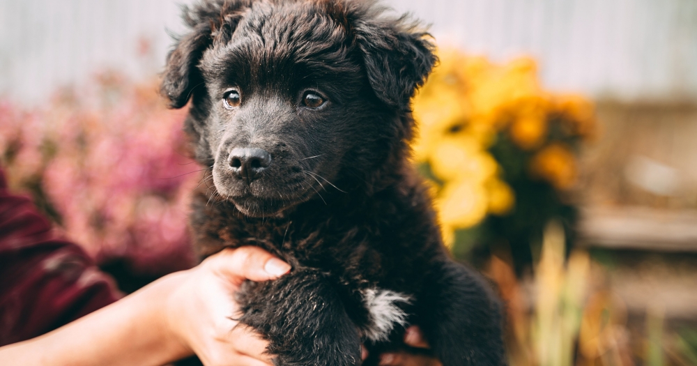Компания Teddy Food запустит акцию помощи бездомным животным