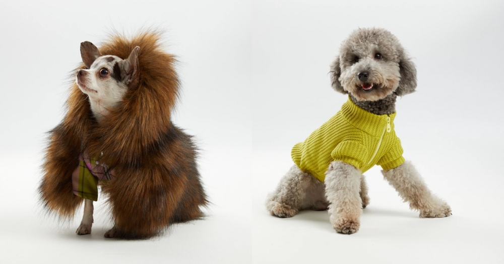 RomaUvarovDesign и Pet Subject показали коллекцию для домашних животных в британском стиле