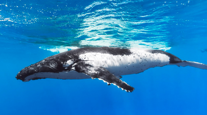 Виртуальный дайвинг от Google