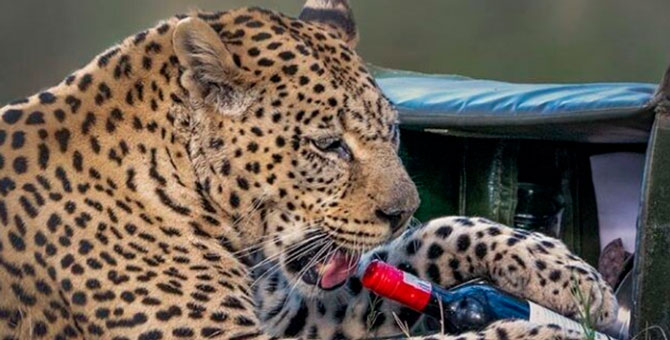 Леопард украл бутылку вина у пары на романтическом сафари-пикнике