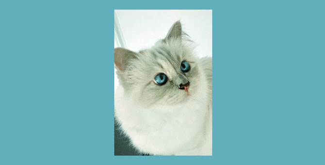 Карл и его кошка: выходит книга о Шупетт со снимками дизайнера