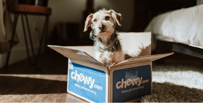 В Москве появится информационная система для записи к ветеринарам и поиска пропавших животных