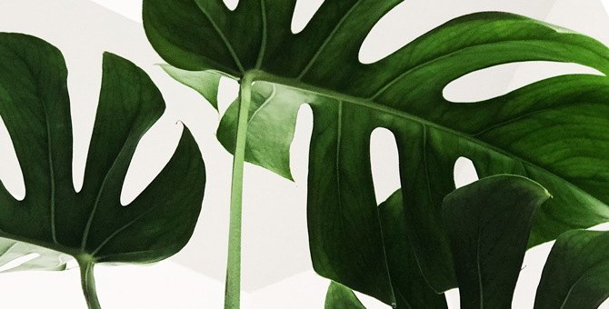 В Саду имени Баумана пройдет экофестиваль, посвященный zero waste