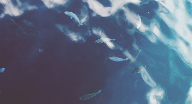 Что такое фишинг в современных отношениях