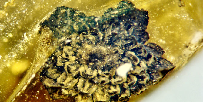 В куске янтаря нашли ранее неизвестный цветок – ему 100 миллионов лет