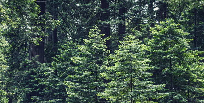 В Германии хотят замедлить работу почты ради сохранения климата