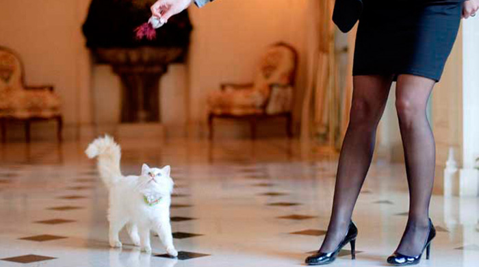 Кошки-жильцы 5-звездочных отелей