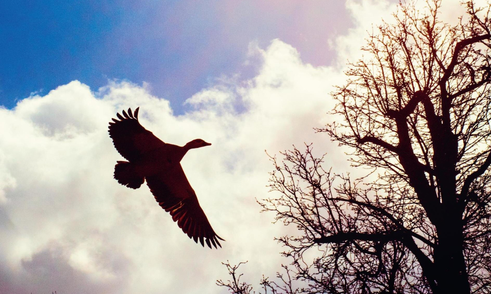 Возрождение и надежда: 20 журнальных обложек о мире и свободе