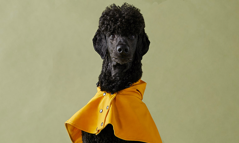 PittiPets: 5 брендов одежды и аксессуаров для пёсиков с выставки Pitti Uomo