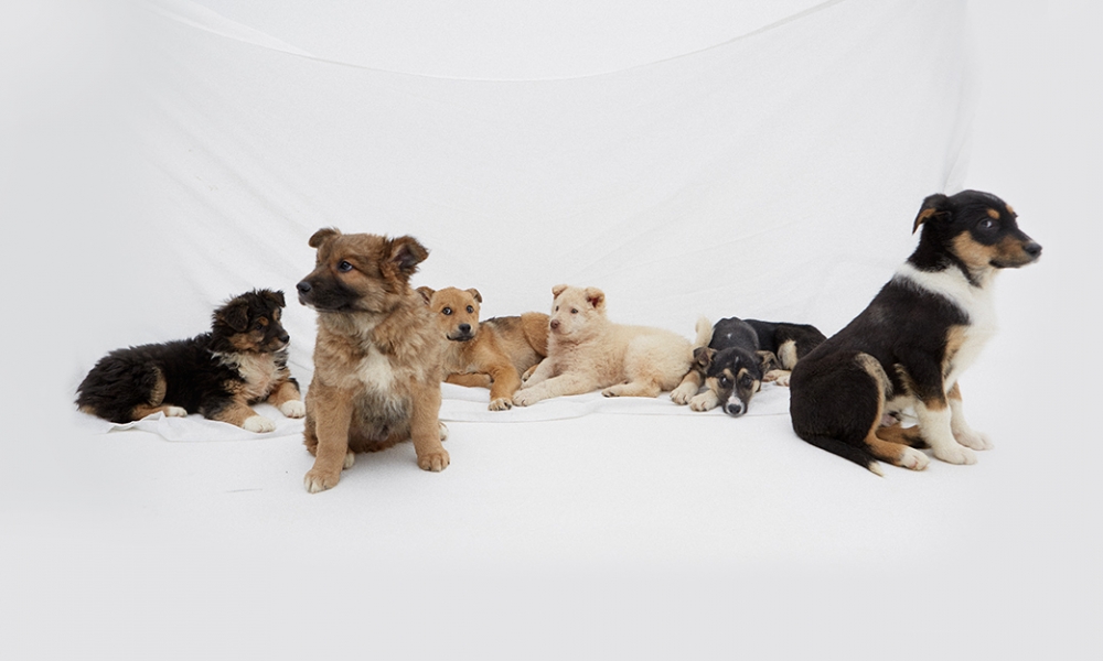 7 классных щенков, которые ищут друзей