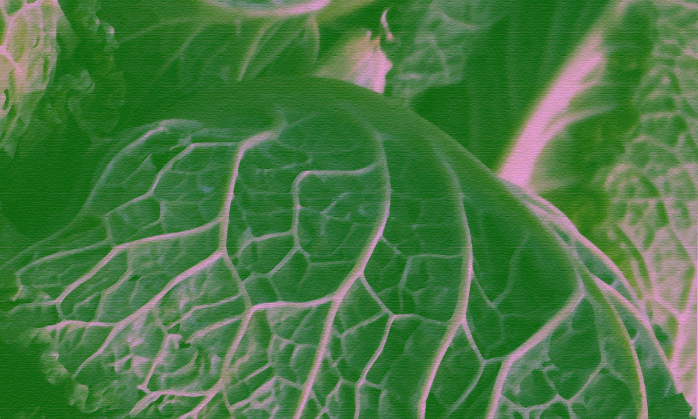 Как капуста влияет на организм и какие полезные компоненты в ней есть? Отвечает эксперт