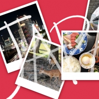 Новая точка на карте: цветущая Япония