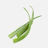 Алоэ и пантенол: первая помощь при солнечных ожогах