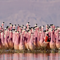 BBC опубликовал трейлер второй части самого дорогого фильма о природе