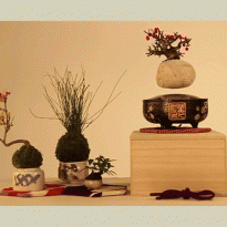 На Kickstarter появился проект летающего бонсая