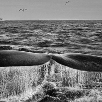 Старт дан: чего ждать от Фотобиеннале-2016 в Мультимедиа Арт Музее