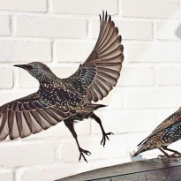 Лучшие снимки года, сделанные на iPhone