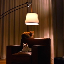 В рекламе светильников Hermès снялись кошки