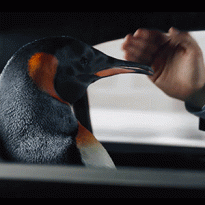 Зачем Иван Ургант пытался встретить Новый год с пингвином