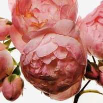 Gucci открывают во Флоренции \"цветочную\" выставку