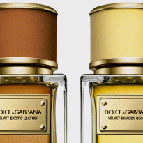 Mimosa Bloom и Exotic Leather: новые ароматы Dolce & Gabbana