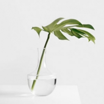 Что нужно знать об адаптогенах