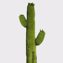 Конопля, клитория и кейл: диетолог-нутрициолог о фуд-трендах