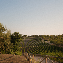 Сицилийское вино: что в нем особенного и с чем его пить