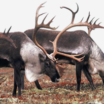 Что стоит за скандалом с Natura Siberica и оленьими пантами