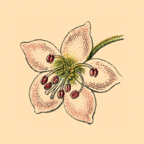 Атлант затарил гречи? Мы расскажем, что с ней делать, и вспомним итальянских футуристов