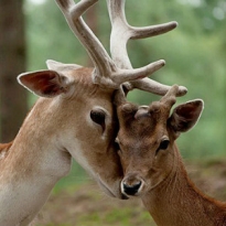 Косметический бренд Natura Siberica обвинили в жестоком обращении с животными