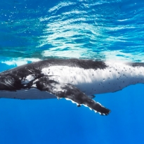 Виртуальный дайвинг от Google