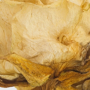 Дизайнерское пресс-папье с розой внутри от Christopher Kane