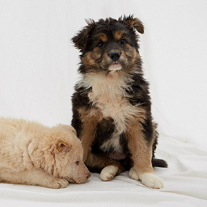 7 классных щенков, которые ищут друзей