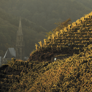 Эльзасская винная республика: эксперты Alianta Group рассказали о виноделии в самобытном регионе на востоке Франции