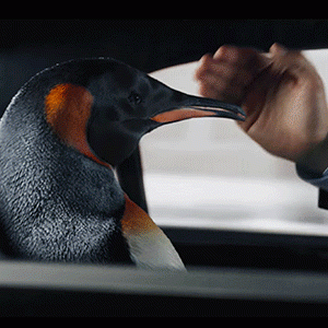 Зачем Иван Ургант пытался встретить Новый год с пингвином