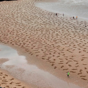 9 тысяч рисунков на песке