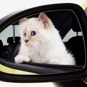 Кошка Карла Лагерфельда теперь рекламирует автомобили