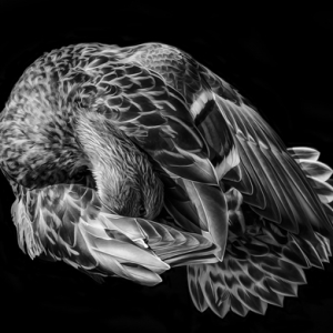 Объявлены финалисты конкурса Sony World Photography Awards