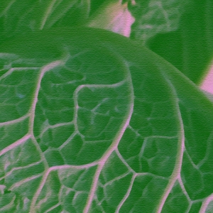 Как капуста влияет на организм и какие полезные компоненты в ней есть? Отвечает эксперт