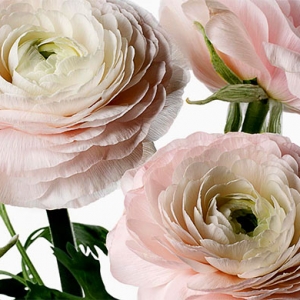 Натали Массене займется доставкой цветов