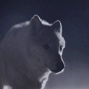 Погоня и волки в новом клипе The Kills