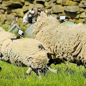 Sony использовали овец для съемки \"Тур де Франс\"