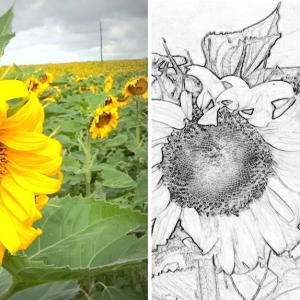 &quot;Живые фильтры&quot; для пленоптической камеры Lytro 