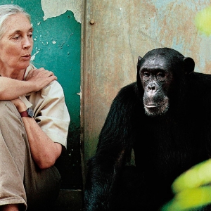 \"Благотворительная\" экскурсия по Африке