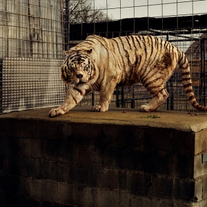 \"Фотографии и тексты\" Тарин Саймон 