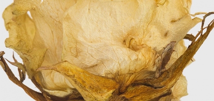 Дизайнерское пресс-папье с розой внутри от Christopher Kane