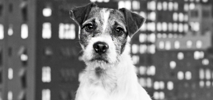 5 самых милых собак, которые победили на Каннском кинофестивале